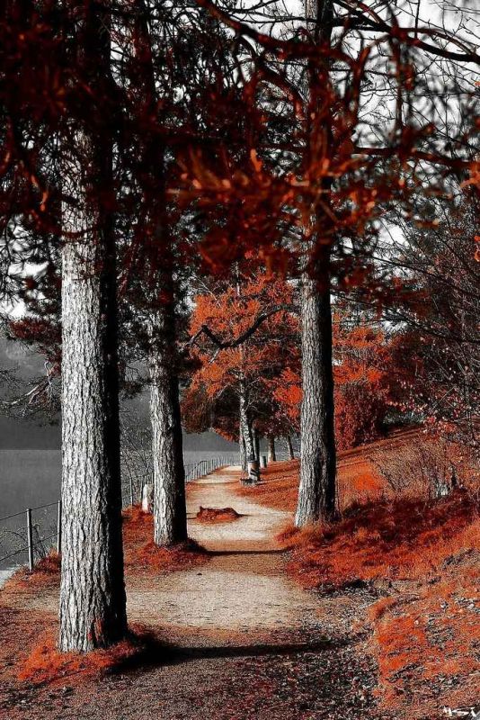 autumn colors2.jpg